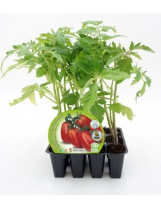 Plantel de tomate Pera Mata Baja ecológico  (12 unidades)