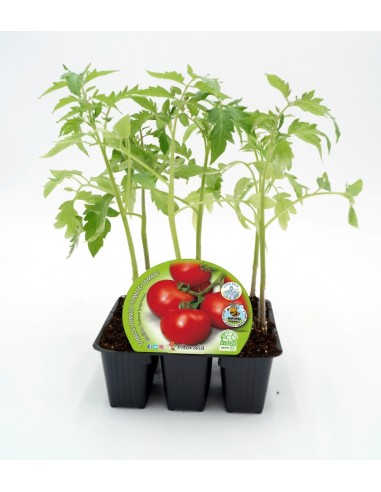 Mudas de tomate ramo (6 unidades)