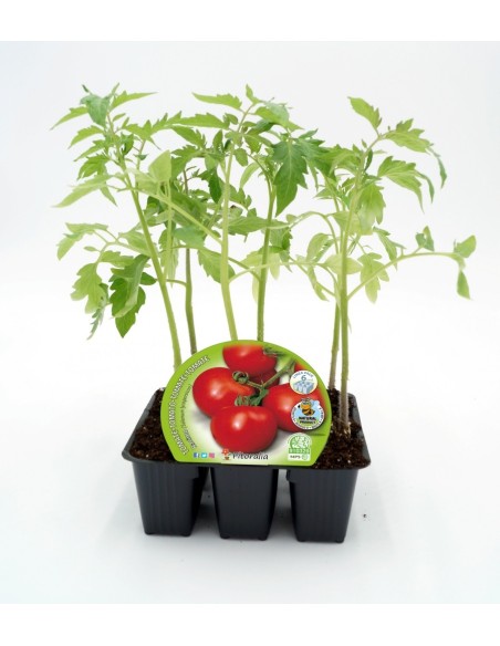 Plantel tomate racimo (6 unidades)