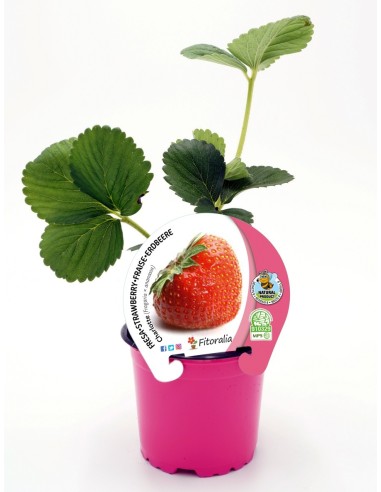 Morango Charlotte orgânico (vaso 10,5 cm Ø)