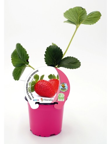 Morango Mariguette (vaso de 10,5 cm Ø)