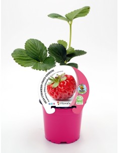 Maduixera Framberry (test 10,5 cm Ø) 2