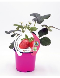 Morango Mara des Bois (vaso de 10,5 cm Ø) 2