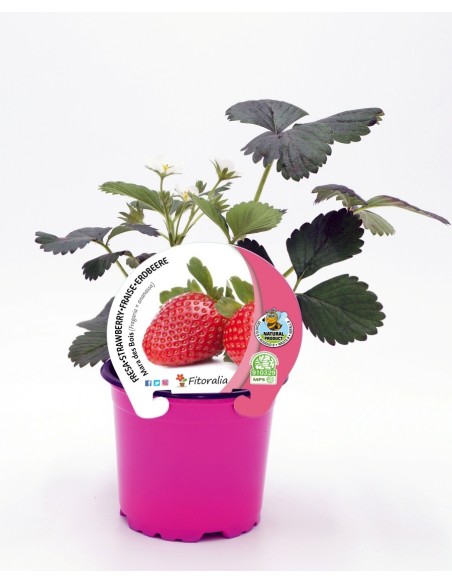 Morango Mara des Bois (vaso de 10,5 cm Ø)