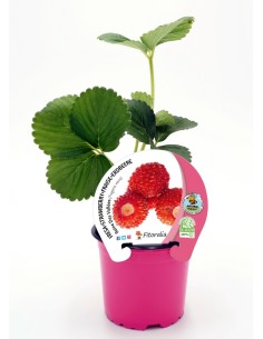 Fraisier Reine Des Vallées (pot 10,5 cm Ø) 2