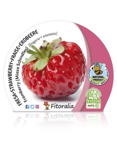 Fresa Framberry (maceta 10,5 cm Ø)