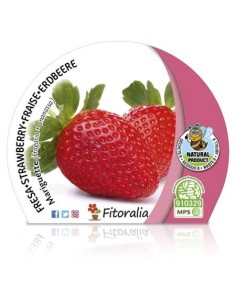 Fresa Mariguette (maceta 10,5 cm Ø)