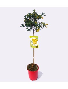 Limequat (maceta 25 cm ø)