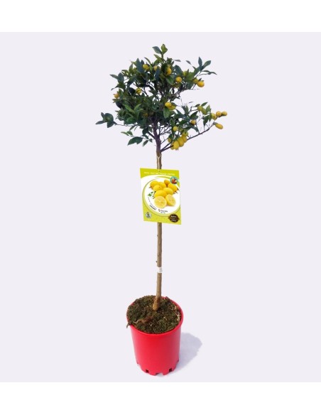 Limequat (test 25 cm ø)