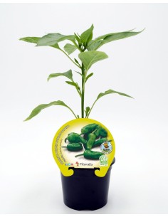 Planter pebrot del padró natural  (1 o 6 o 12 unitats)