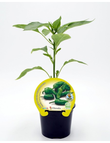 Planter pebrot del padró natural  (1 o 6 o 12 unitats)