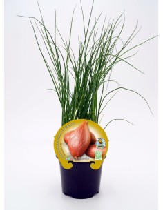 Semis de échalote naturel (pot Ø 10,5 cm)