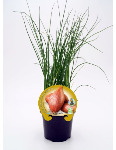 Mudas de chalota natural (vaso de 10,5 cm Ø)