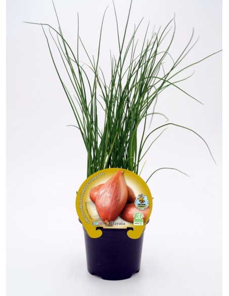 Planter escalunya natural (test 10,5 cm Ø)