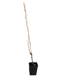 Vigne Cardinal rose 2