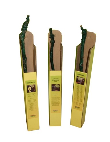 Videira Cardinal rosa
