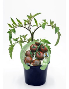 Mudas de tomate cherry redondo zebra natural (vaso de 10,5 cm Ø)