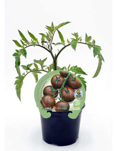 Mudas de tomate cherry redondo zebra natural (vaso de 10,5 cm Ø)
