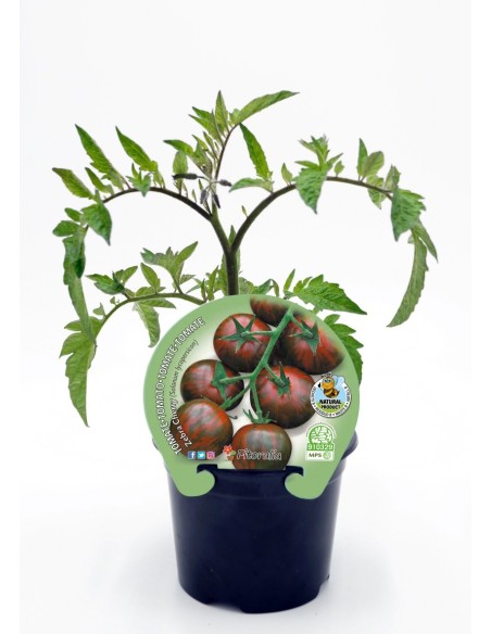 Plantel tomate cherry redondo zebra natural (maceta 10,5 cm Ø)