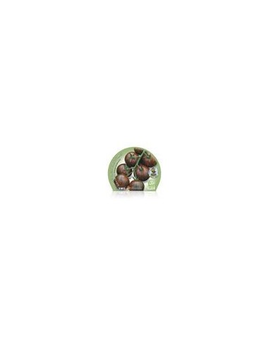 Plantel tomate cherry redondo zebra natural (maceta 10,5 cm Ø)