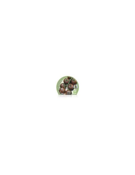Plantel tomate cherry redondo zebra natural (maceta 10,5 cm Ø)
