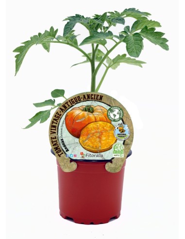 Tomate Ananas (vaso de 10,5 cm Ø)