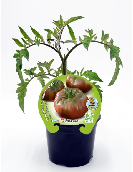 Semis de tomate noir de Crimée naturel (pot 10,5 cm Ø)