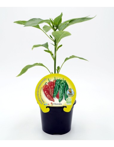 Plantel de pimiento italiano