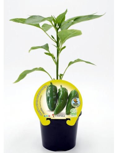 Planter pebrot Gernika (12 unitats)