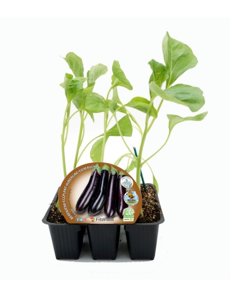 Planter d'alberginia llarga