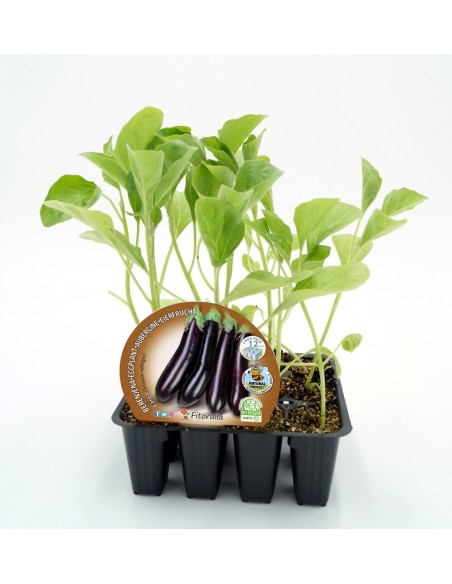Planter d'alberginia llarga