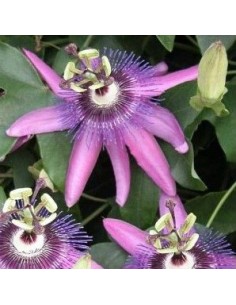 Passiflora violacea (vaso 19 cm ø)