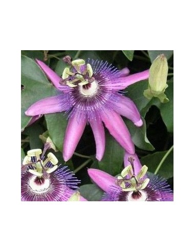 Passiflora violacea (test 19 cm ø)