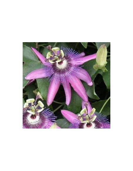 Passiflora violacea (vaso 19 cm ø)