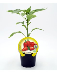 Semis de piment Piquillo naturel (1 o 6 unités)