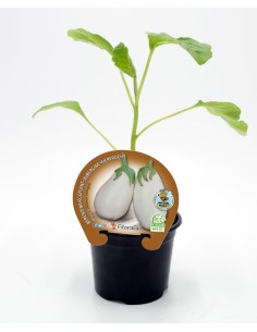 Beringela branca (vaso de 10,5 cm Ø)