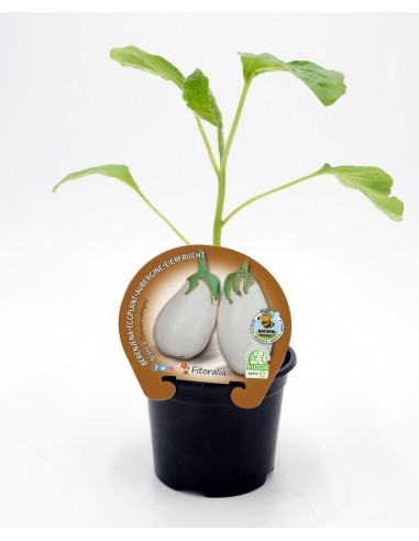 Beringela branca (vaso de 10,5 cm Ø)