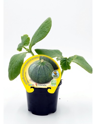 Semis de courgettes ronde de Nice naturel (pot 10,5 cm Ø)