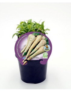 Semis de panais naturel (pot 10,5 cm Ø)
