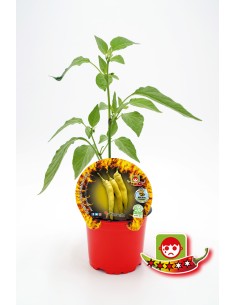 Guindilla hot banana (maceta 10,5 cm Ø)