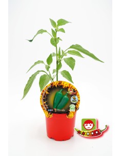 Pimiento picante Jalapeño (maceta 10,5 cm Ø)