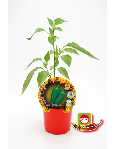 Abono Catus fertiberia