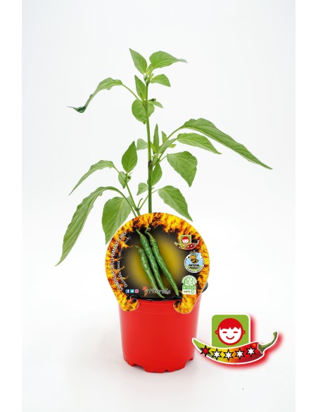 Plantel pimiento picante guindilla vasca natural (1 o 6 unidades)