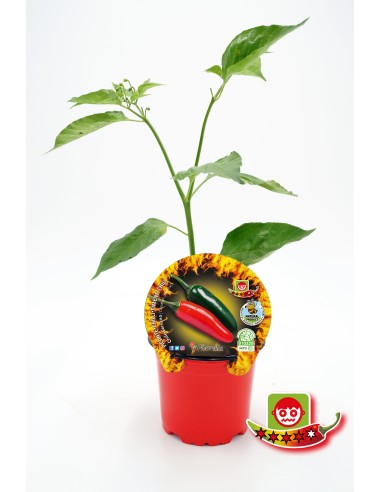 Mudas de pimenta picante Chile Serrano natural (vaso de 10,5 cm Ø)