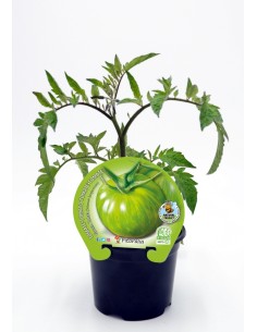 Semis de tomate green zebra naturel (pot Ø 10,5 cm)