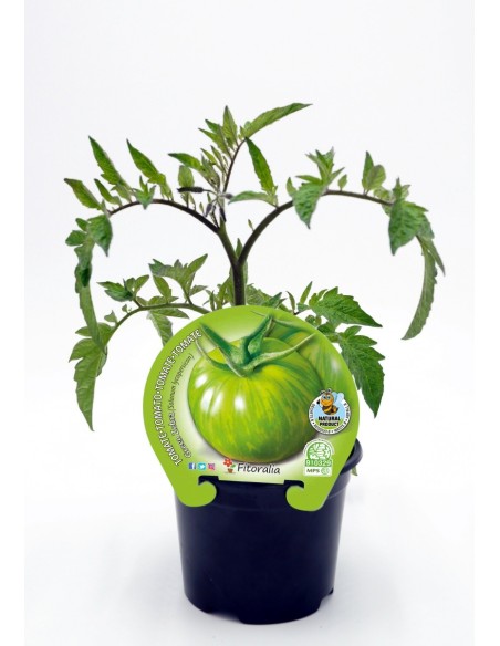 Planter tomàquet green zebra natural (test 10,5 cm Ø)