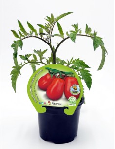Mudas de tomate pêra alto natural (vaso de 10,5 cm Ø)