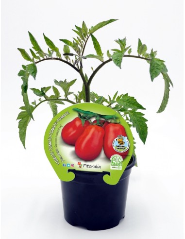 Plantel tomate pera mata alta natural (maceta 10,5 cm Ø)