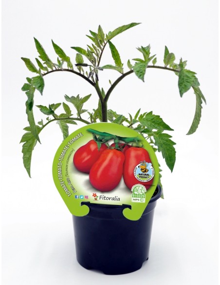 Plantel tomate pera mata alta natural (maceta 10,5 cm Ø)
