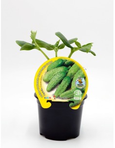 Mudas de pepino natural (vaso de 10,5 cm Ø)